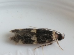 Oegoconia deauratella