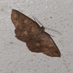 Semaeopus illimitata