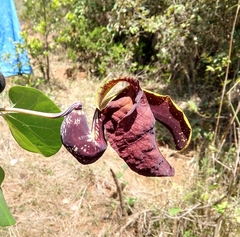 Aristolochia labiata