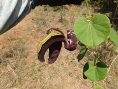 Aristolochia labiata