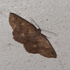 Semaeopus illimitata