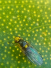 Liriomyza citreifemorata