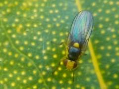 Liriomyza citreifemorata