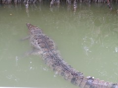 Crocodylus