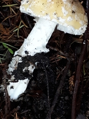 Gemmatae