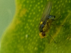 Liriomyza citreifemorata