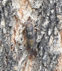 Birrima varians