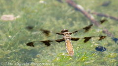 Plathemis