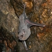 Gray Sac-winged Bat - Photo (c) yuriaguire88, some rights reserved (CC BY-NC), uploaded by yuriaguire88