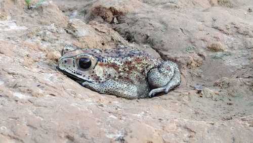 Asian Common Toad