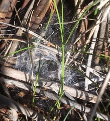 Diapontia anfibia