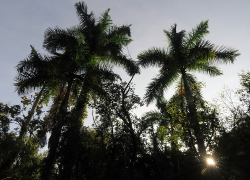 Roystonea regia