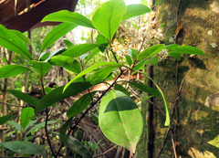 Ardisia escallonioides image