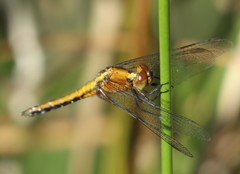 Erythrodiplax connata