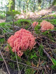 Ramaria stuntzii