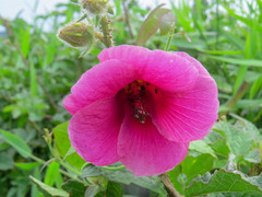 Hibiscus diversifolius rivularis