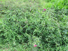 Hibiscus diversifolius rivularis