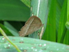 Capronnieria galesus
