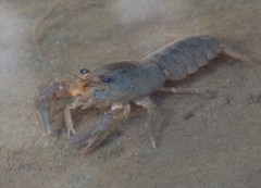 Samastacus spinifrons