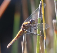 Erythrodiplax connata