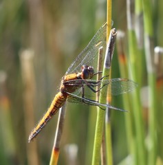 Erythrodiplax connata