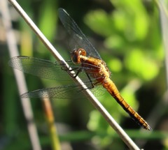 Erythrodiplax connata