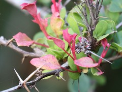 Puccinia magellanica