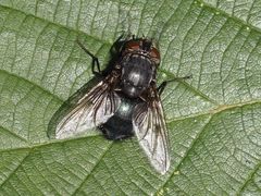 Calliphora uralensis