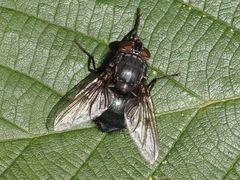 Calliphora uralensis