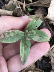 Liriomyza phloxiphaga