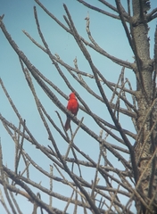 Cardinalis phoeniceus