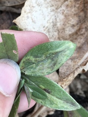 Liriomyza phloxiphaga