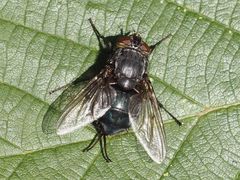 Calliphora uralensis