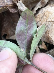 Liriomyza phloxiphaga