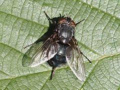 Calliphora uralensis