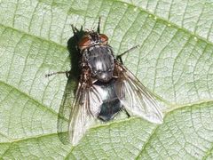 Calliphora uralensis