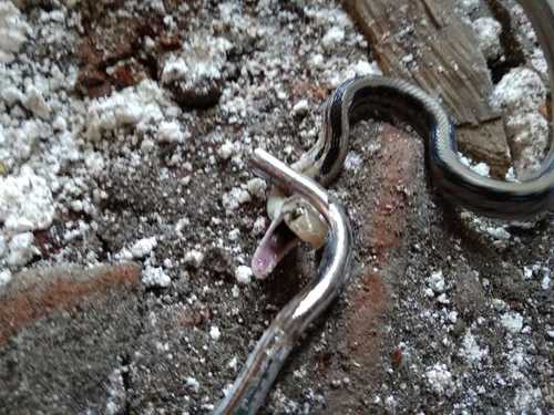 Copperhead Rat Snake