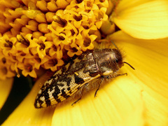 Acmaeodera decipiens