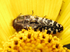 Acmaeodera decipiens