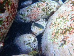 Plectroglyphidodon gascoynei