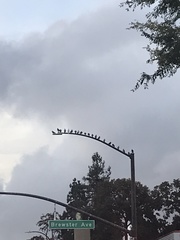 Columba livia domestica