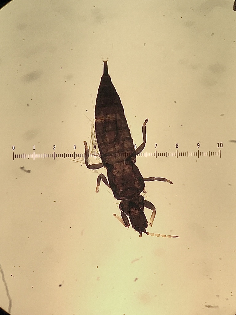 Mullein Thrips