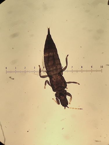 Mullein Thrips