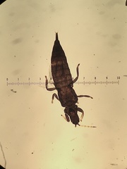 Haplothrips verbasci