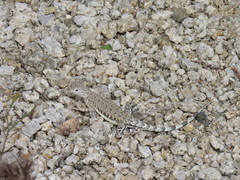 Callisaurus draconoides rhodostictus