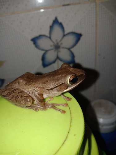 Common Southeast Asian Tree Frog