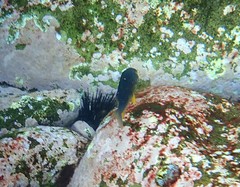 Plectroglyphidodon gascoynei