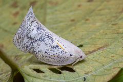 Lawana conspersa