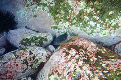 Plectroglyphidodon gascoynei