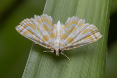 Ambia